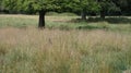 Red deer new born fawn finding its way through a summer meadow