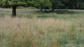 Red deer new born fawn hours old hiding in an English meadow