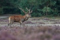 Red deer in nice sunlight during mating season Royalty Free Stock Photo