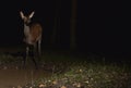 Red deer in night Royalty Free Stock Photo