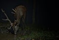 Red deer in night Royalty Free Stock Photo