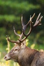 Red deer observing in nature in sunlight from colse-up.