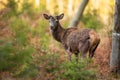 Red deer observing in woodland in springtime nature