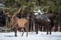 Red Deer And One European Bison Wisent Stand Nearby. One Noble Red Deer In Focus And Large Brown Bison Out Of Focus Again Royalty Free Stock Photo