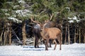 Red Deer And One European Bison Wisent Standing One By One. One Noble Red Deer In Focus And Large Brown Bison Out Of Focus Royalty Free Stock Photo