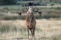 A rutting red deer stag bellowing up close Royalty Free Stock Photo