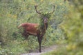 Red deer outgoing from spinney overgrown of leaves in the summer with copyspace.