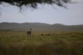 Red deer in Pampas grass environment, Argentina, Royalty Free Stock Photo