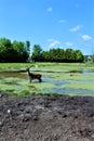 Parc Park Safari, Hemmingford, Quebec, Canada Royalty Free Stock Photo