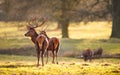 Red Deer in Parkland