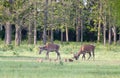 Red deer and piglets Royalty Free Stock Photo