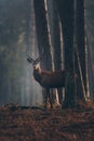 Red deer with pointed antlers between tree trunks in autumn pine forest. Royalty Free Stock Photo