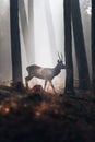 Red deer with pointed antlers walking in misty autumn pine forest.