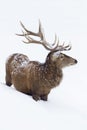 Red deer portrait Royalty Free Stock Photo