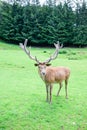 Red deer posing