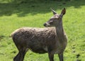 Red deer profile Royalty Free Stock Photo