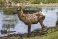 Red Deer Profile Royalty Free Stock Photo