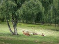 Red deer relaxing in nature. Royalty Free Stock Photo