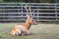 The red deer in the reserve lies on the ground while resting_ Royalty Free Stock Photo