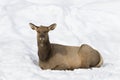 Red deer resting the winter Royalty Free Stock Photo