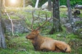 Red deer rests in the forest. Adult Noble Deer with big horns and great antlers. A cerf with a huge neck looking for a mate in the