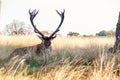 Red Deer in Richmond Park Royalty Free Stock Photo