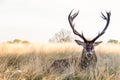 Red Deer in Richmond Park Royalty Free Stock Photo