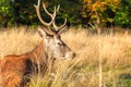 Red Deer in Richmond Park Royalty Free Stock Photo