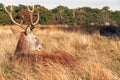 Red Deer in Richmond Park Royalty Free Stock Photo