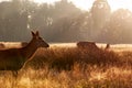 Red deer in Richmond Park Royalty Free Stock Photo