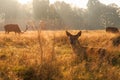 Red deer in Richmond Park Royalty Free Stock Photo