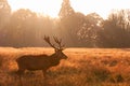 Red deer in Richmond Park Royalty Free Stock Photo