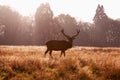 Red deer in Richmond Park Royalty Free Stock Photo