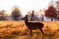 Red deer in Richmond Park Royalty Free Stock Photo