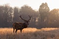 Red deer in Richmond Park Royalty Free Stock Photo