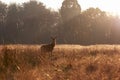 Red deer in Richmond Park Royalty Free Stock Photo
