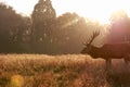 Red deer in Richmond Park Royalty Free Stock Photo