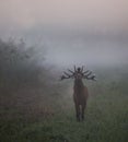 Red deer roaring in forest Royalty Free Stock Photo