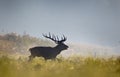 Red deer roaring in forest Royalty Free Stock Photo