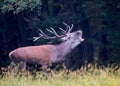 Red deer roaring in forest Royalty Free Stock Photo