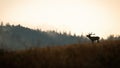 Red deer roaring on hills in autumn nature panoramatic. Royalty Free Stock Photo