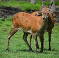 Red deer are ruminants Royalty Free Stock Photo