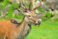 Red deer are ruminants, characterized by an even number of toes, Royalty Free Stock Photo