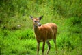 Red deer are ruminants Royalty Free Stock Photo