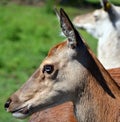 Red deer are ruminants, characterized by a four-chambered stomach.