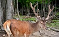 Red deer are ruminants, characterized by a four-chambered stomach.