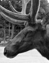 Red deer are ruminants, characterized by a four-chambered stomach.