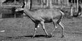 Red deer are ruminants, characterized by a four-chambered stomach. Royalty Free Stock Photo