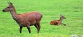 Red deer are ruminants, characterized by a four-chambered stomach.