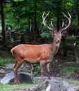 Red deer are ruminants, characterized by a four-chambered stomach.